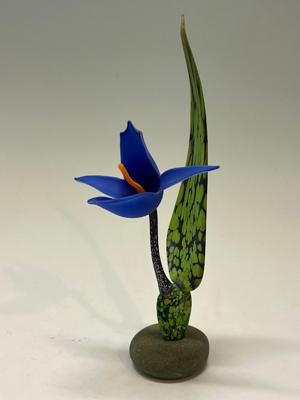 Cobalt Orchid by Nolan Prohaska