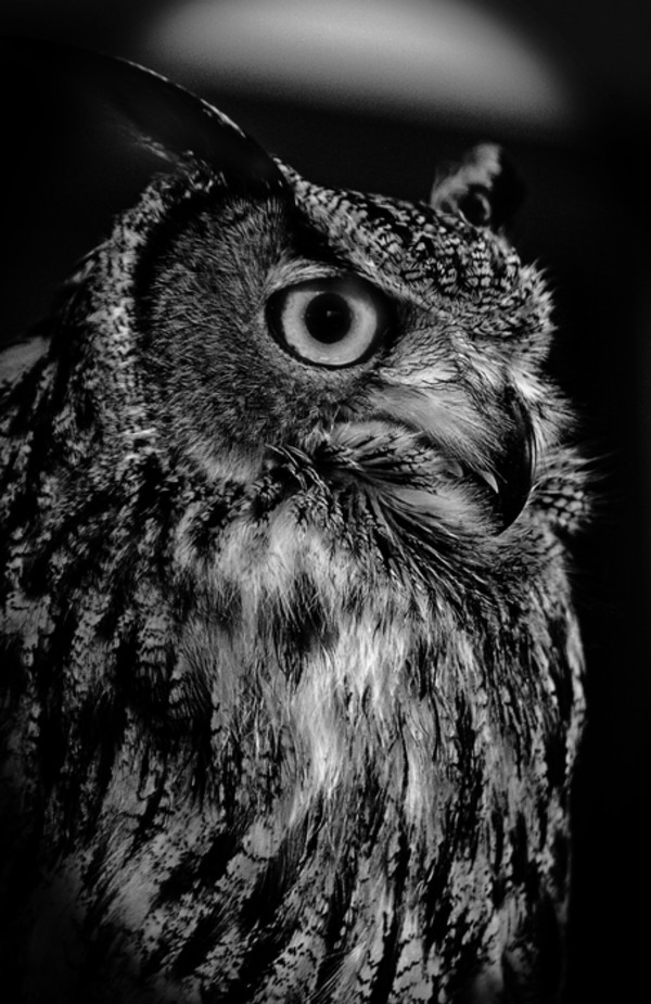 Great Horned Owl by Jessica Curning-Kuenzi