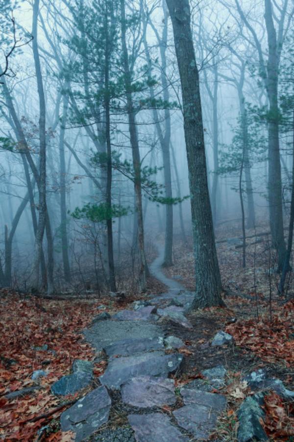 Foggy Path (Framed) by Mike Murray