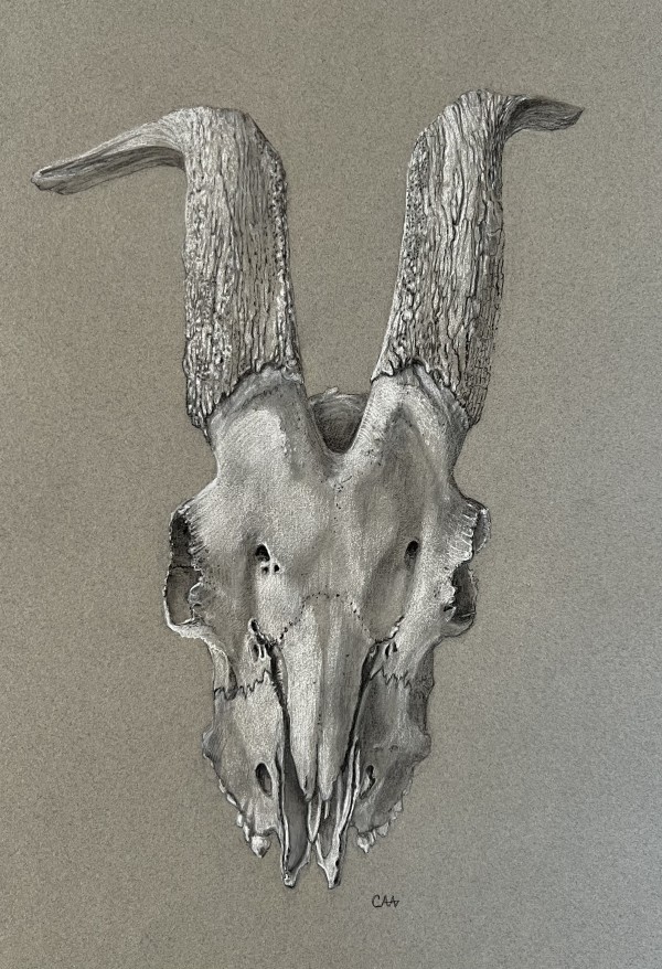 Goat Skull by Cheryl Adams