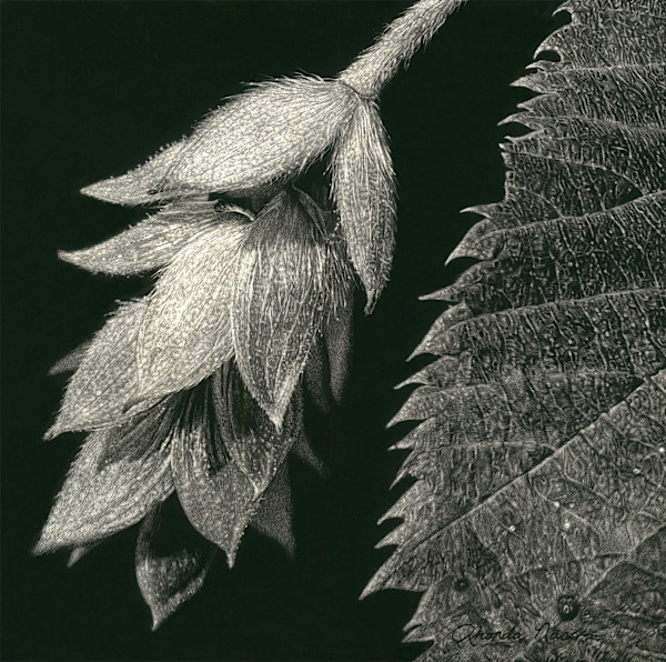 Ironwood Contrasts by Rhonda Nass