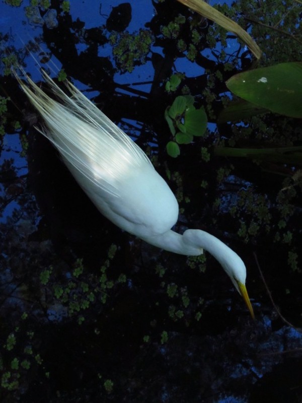 Snowy Egret, The Florida Everglades by Gerald Klein