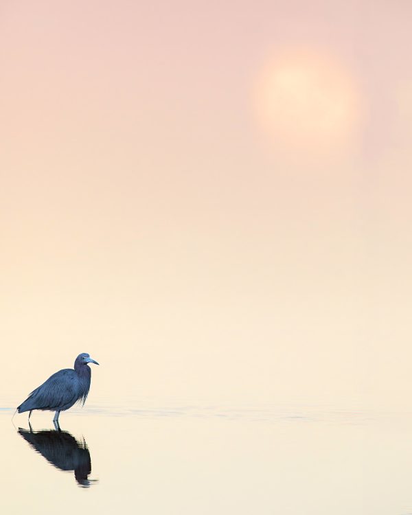 Little Blue Heron by Bob Leggett