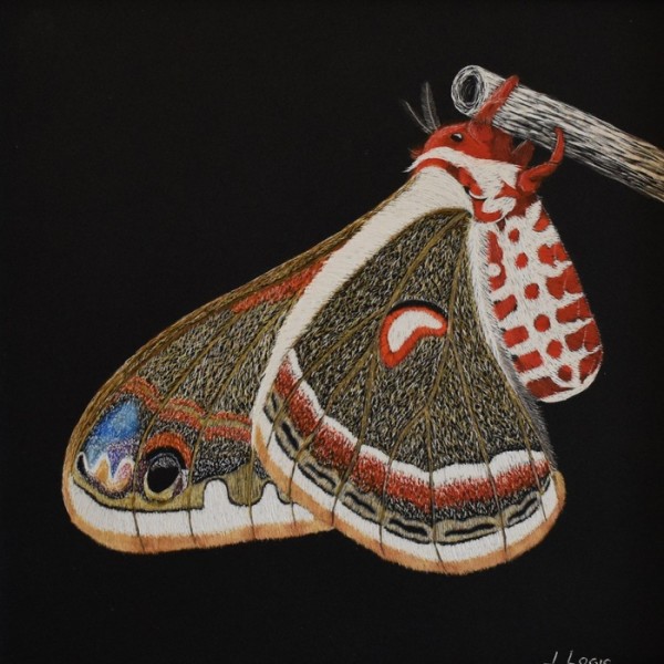 Cecropia Moth by Jeff Logic