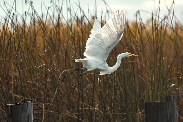 Egret Liftoff by Chris Mangino
