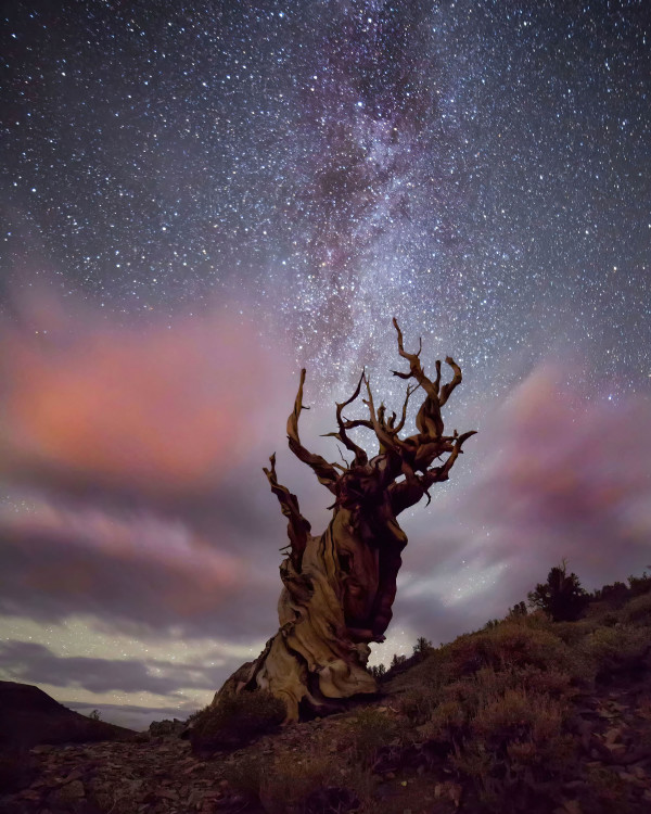 Bristlecone Pine by Mike Murray