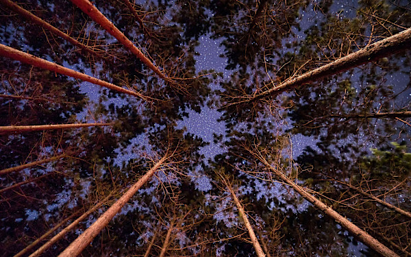 Night Sky Pines framed canvas by Mike Murray