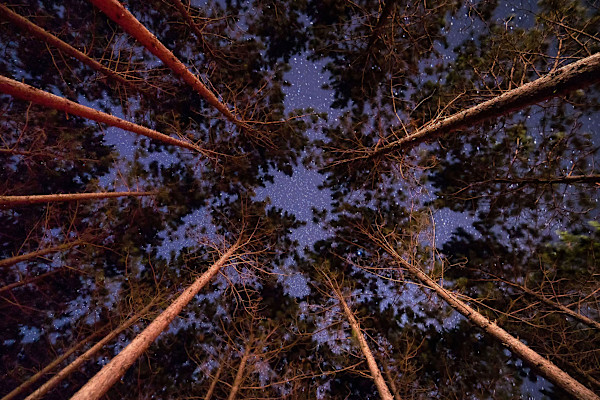 Night Sky Pines by Mike Murray
