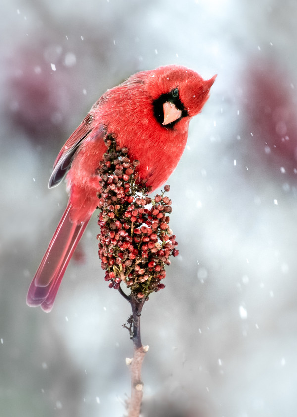 Cardinal (Unframed photograph) by Bob Leggett