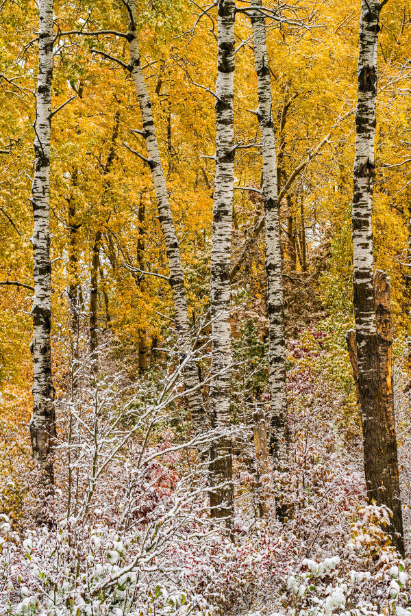 October Snow by Mike Murray