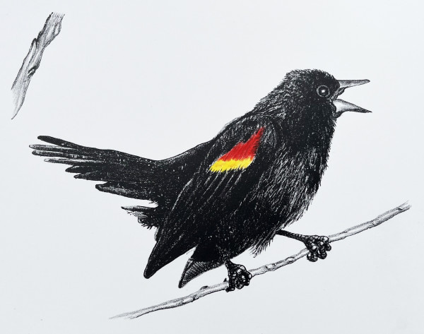 Red-winged Blackbird by Derek Hibbs