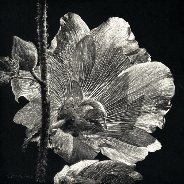 Another Perspective/Hibiscus Back by Rhonda Nass