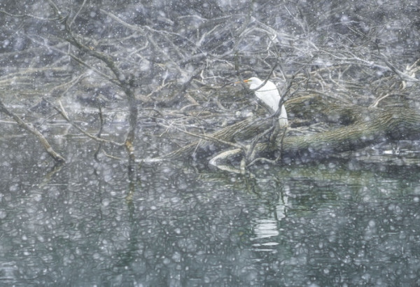 Egret in Snow by Lisa Seidman