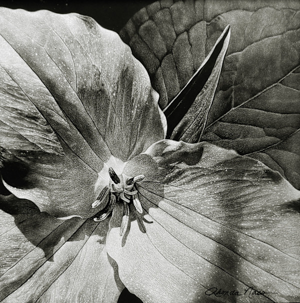 Trillium...A Dream come True (print) by Rhonda Nass