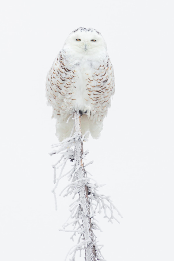 Snowy Owl (Framed photograph) by Bob Leggett