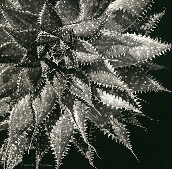 Spiraling Succulent by Rhonda Nass, Image 1.