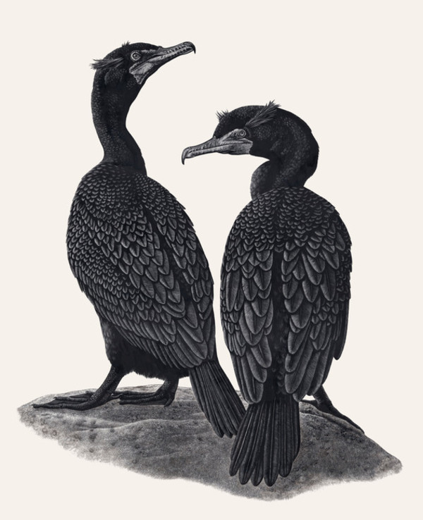 Double-Crested Cormorants by Rebecca Jabs
