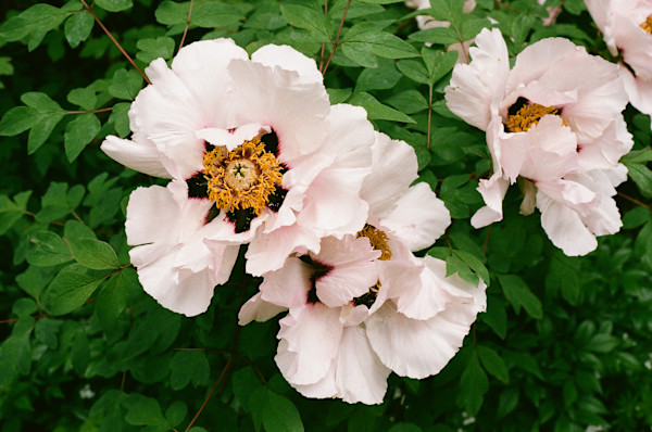 Peonies by Jennifer Bastian