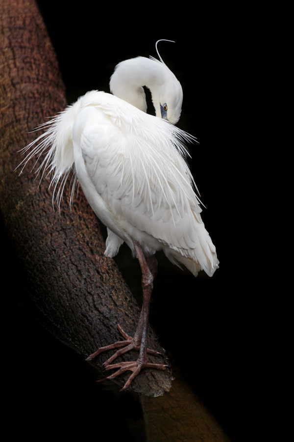 White Heron (Framed Photo) by Bob Leggett