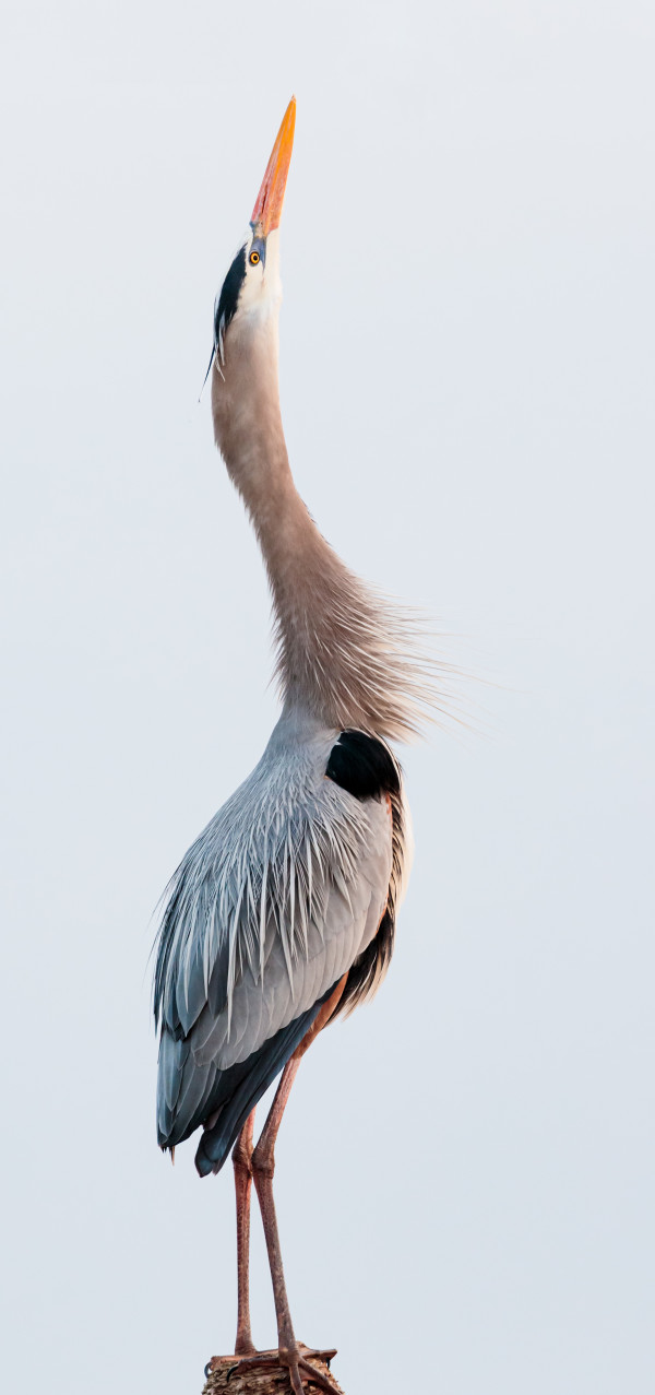 Great Blue Heron (Framed Photograph) by Bob Leggett