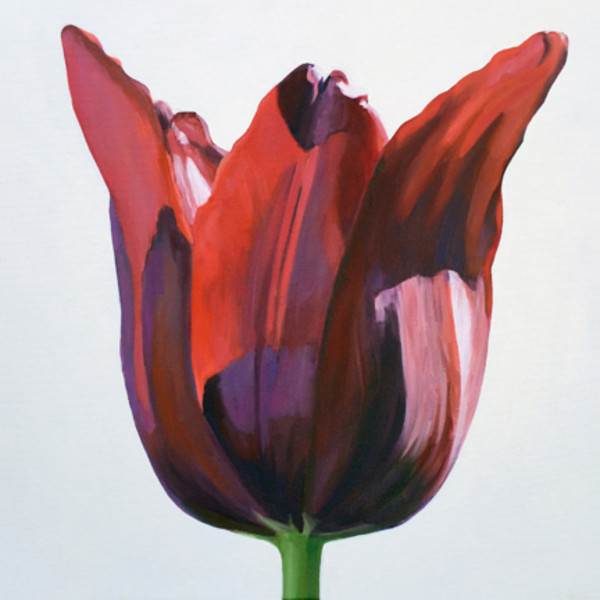 Tulip Two by Kathy Armstrong
