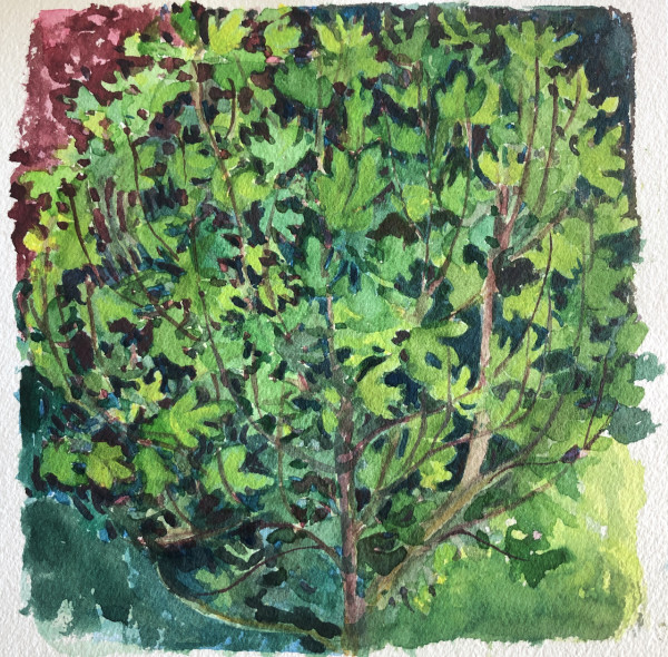 Fig tree by CLARE SMITH