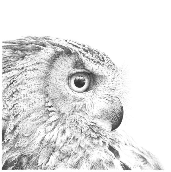 Long Eared Owl - Harold by Gary Wilcockson