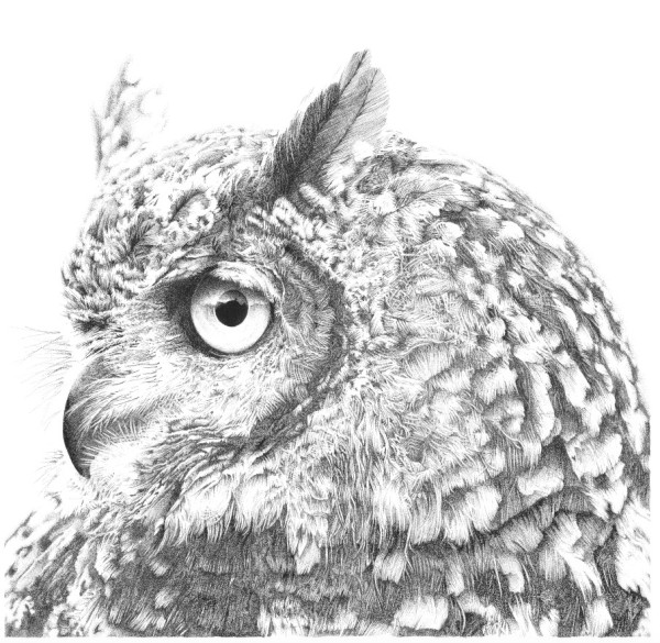 Long Eared Owl - Stan by Gary Wilcockson