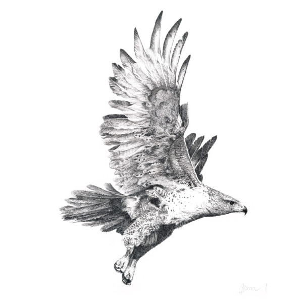 Red Tail Hawk - in Flight No2 by Gary Wilcockson