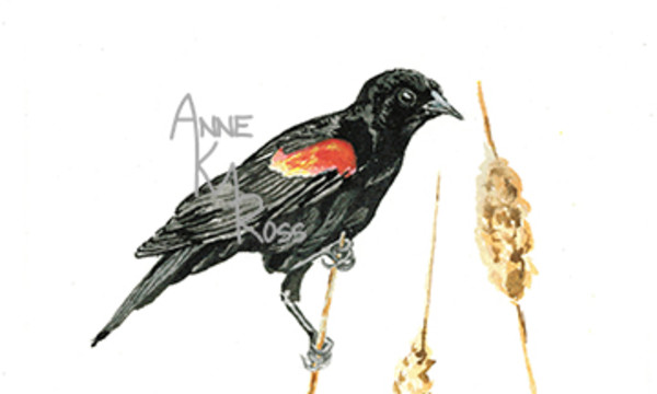 Red Winged Black Bird by Anne KM Ross