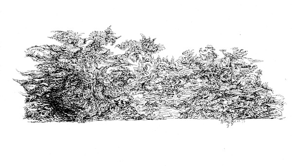 Boppel Trees by Lee Conklin, Image 1.