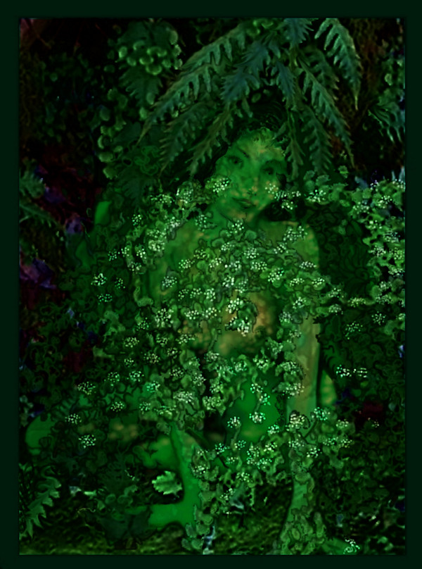 fern by Lee Conklin, Image 1.