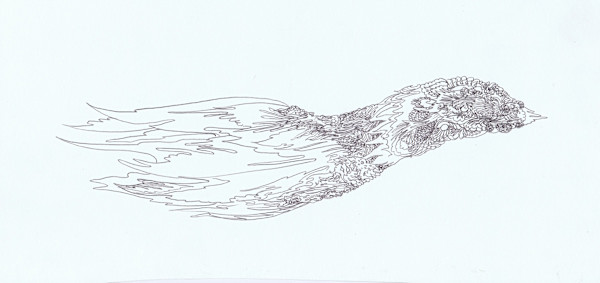 birdinflight by Lee Conklin, Image 1.