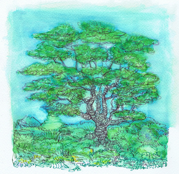 Oak by Lee Conklin, Image 1.