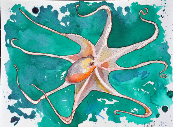 Octopus by Marina Marinopoulos