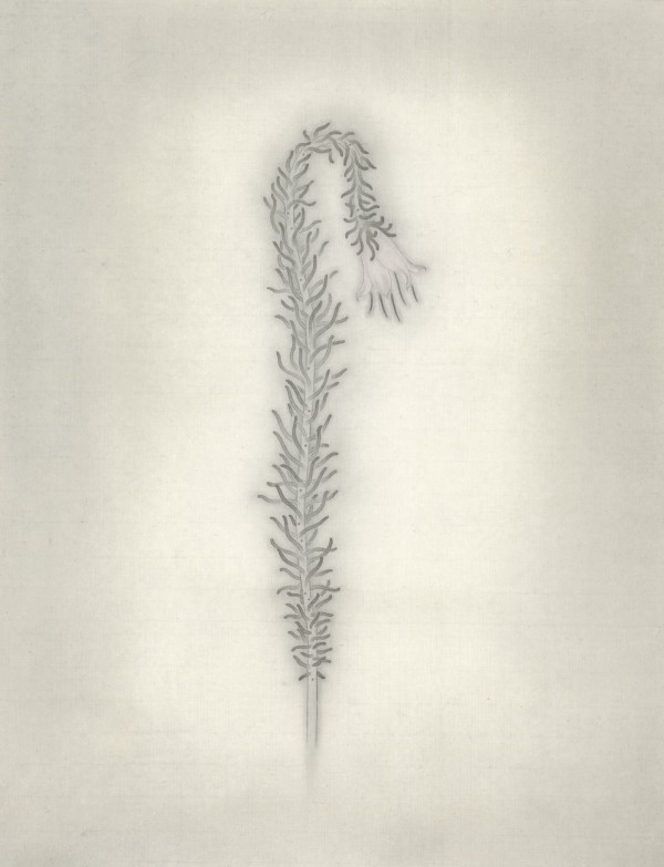 浮游花草 I Planktonic Plant I by 洪千惠 HUNG Chien Hui