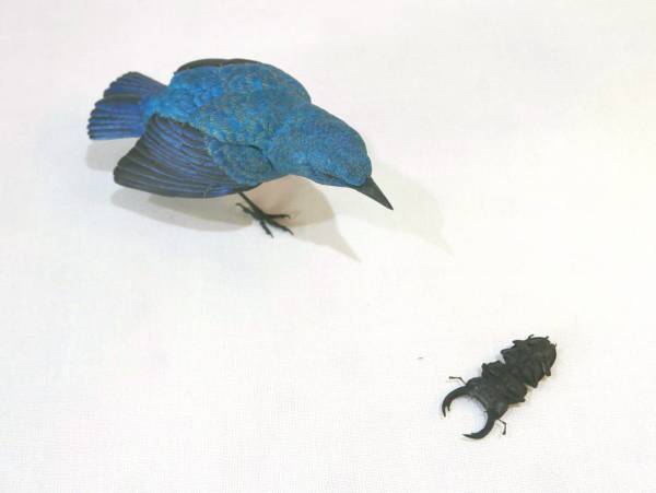 裝死的雄鹿甲蟲和藍岩耳鵯 Playing Dead Stag Beetle and Blue Bulbul by 門永哲郎 TETUROU Kadonaga