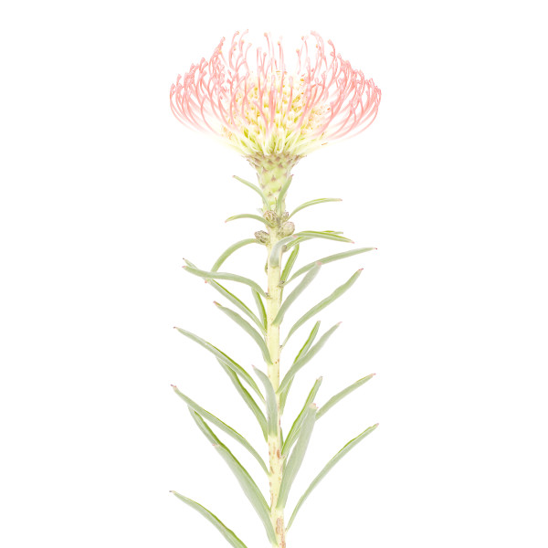 風輪花 (二) Pincushion Flower 2 by 近藤 悟 KONDO Satoru