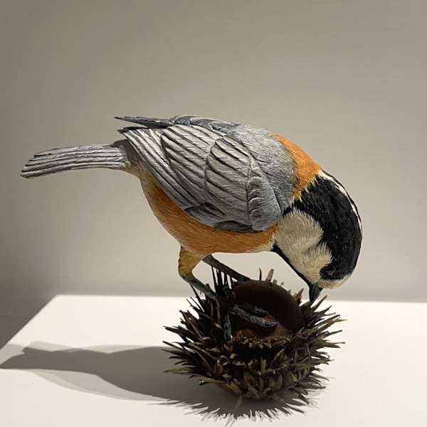 麻櫟與山雀 Sawtooth Oak & Mountain Tit by 門永哲郎 TETUROU Kadonaga