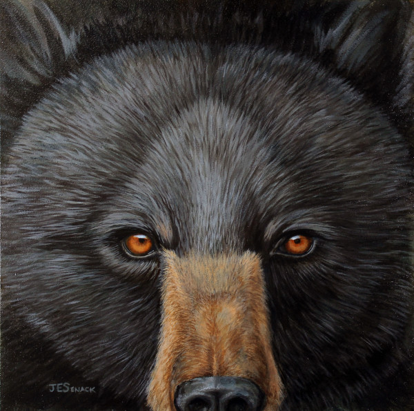 #305 Black Bear Eyes by J Elaine Senack