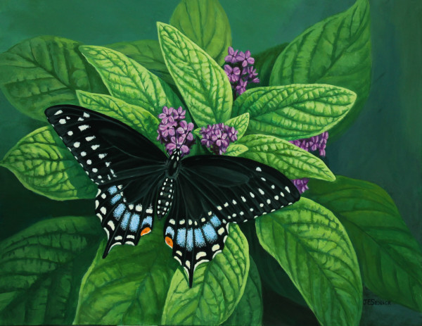 Black Swallowtail Butterfly (female) by J Elaine Senack