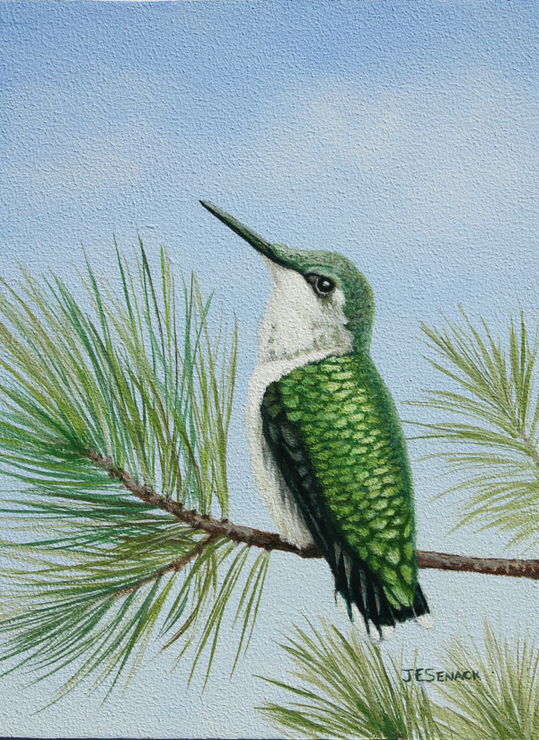 Perched - Ruby Throated Hummingbird (female) by J Elaine Senack