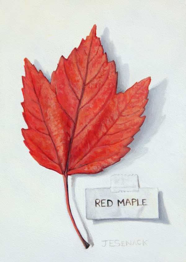 Red Maple Leaf by J Elaine Senack