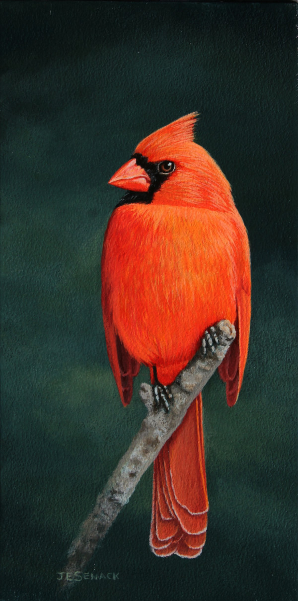 Northern Cardinal by J Elaine Senack