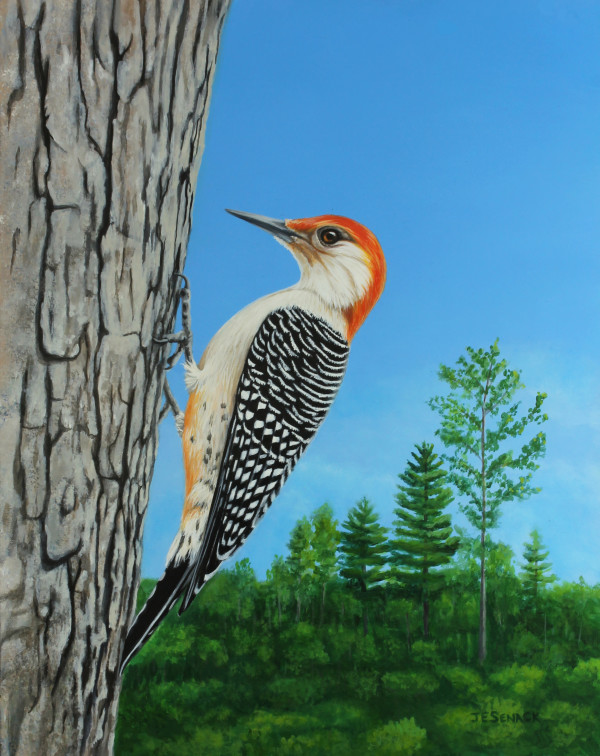 Red-bellied Woodpecker by J Elaine Senack