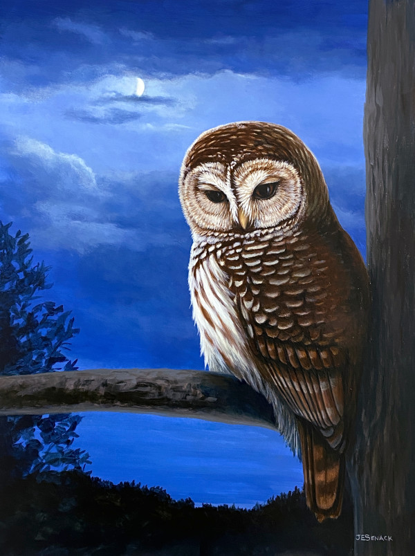Moonlight Watch (Barred Owl) by J Elaine Senack