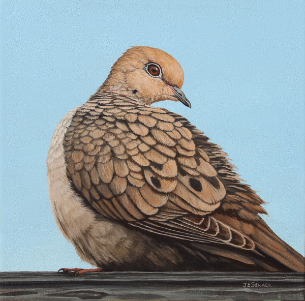 #290 Mourning Dove by J Elaine Senack