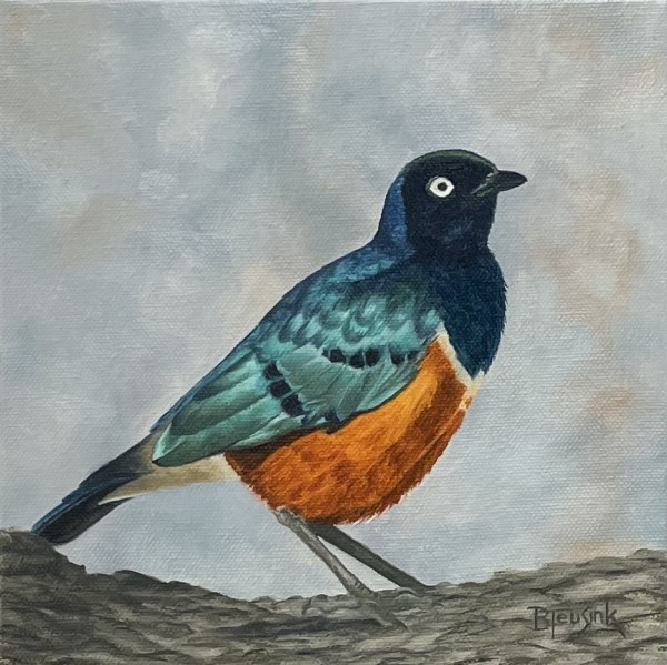 Superb Starling by Barbara Teusink
