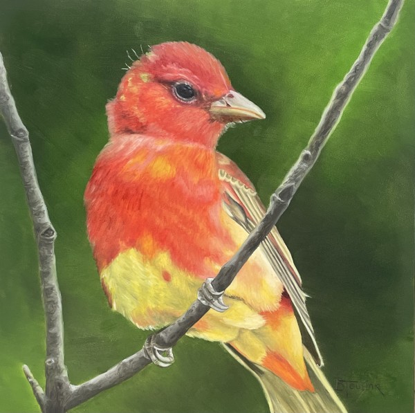 Junior (Summer Tanager) by Barbara Teusink