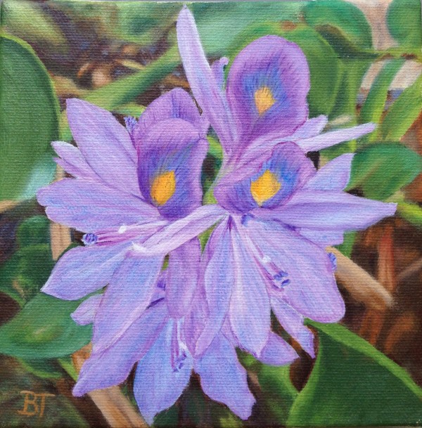 Tina's Water Hyacinth by Barbara Teusink